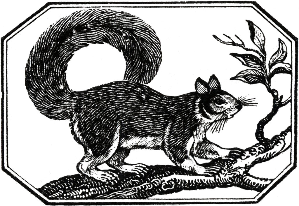 vintage squirrel clip art