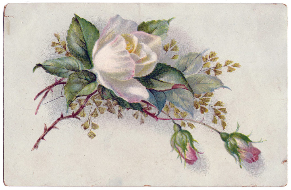 white rose floral border image