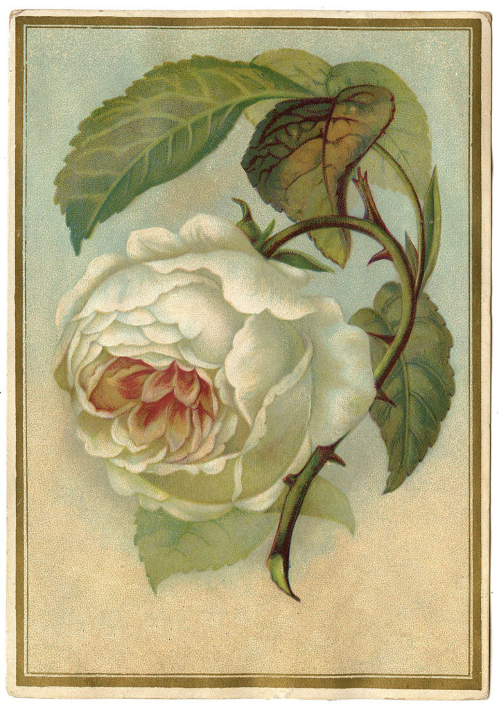 white rose vintage image