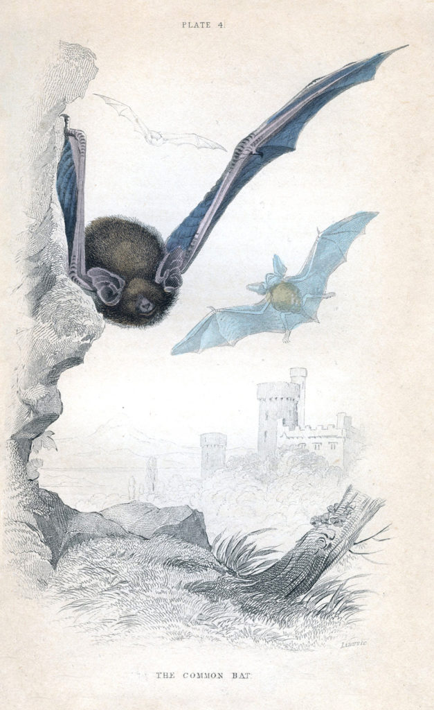 Bats natural history image