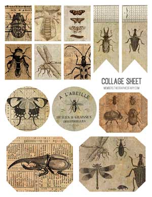 Collage with insects