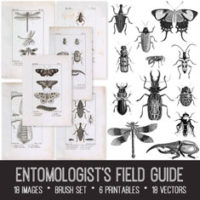 Entomologist bundle graphic with Bugs