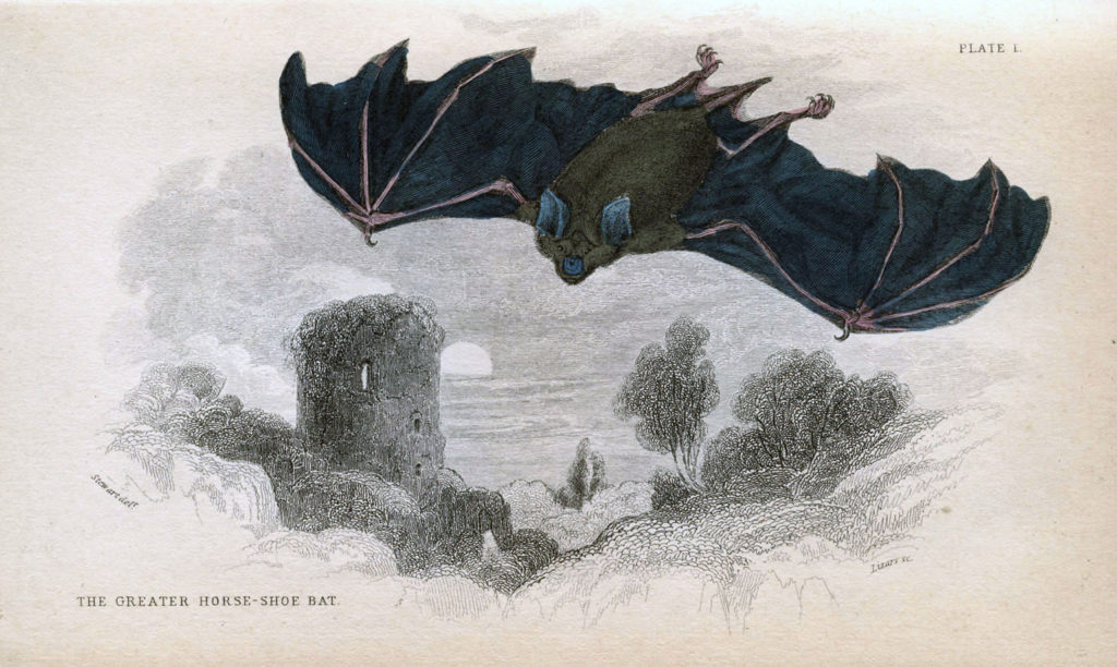 Flying Bat Illustration