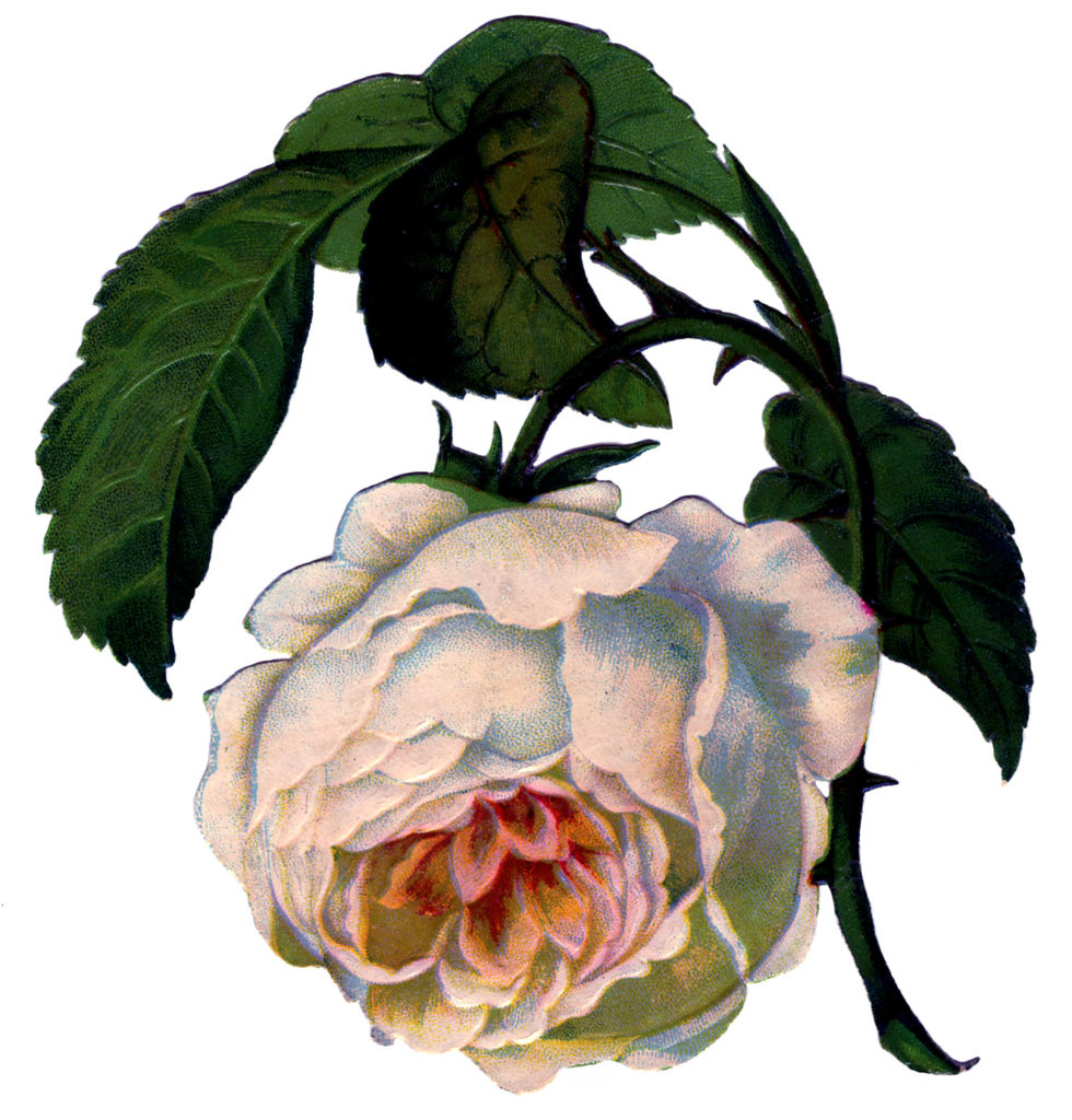 vintage wilting rose clipart