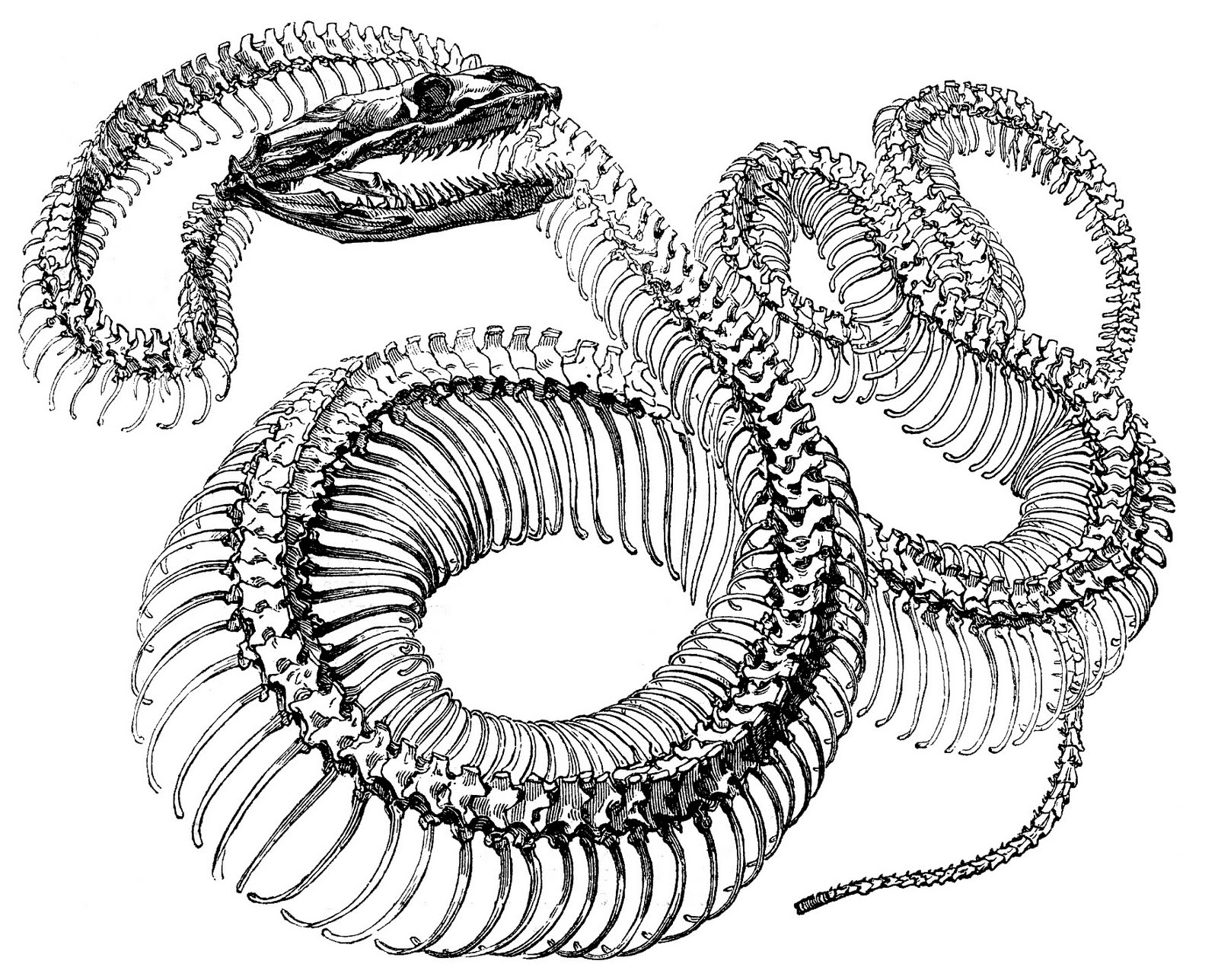 Vintage Skeleton Snake Picture! 