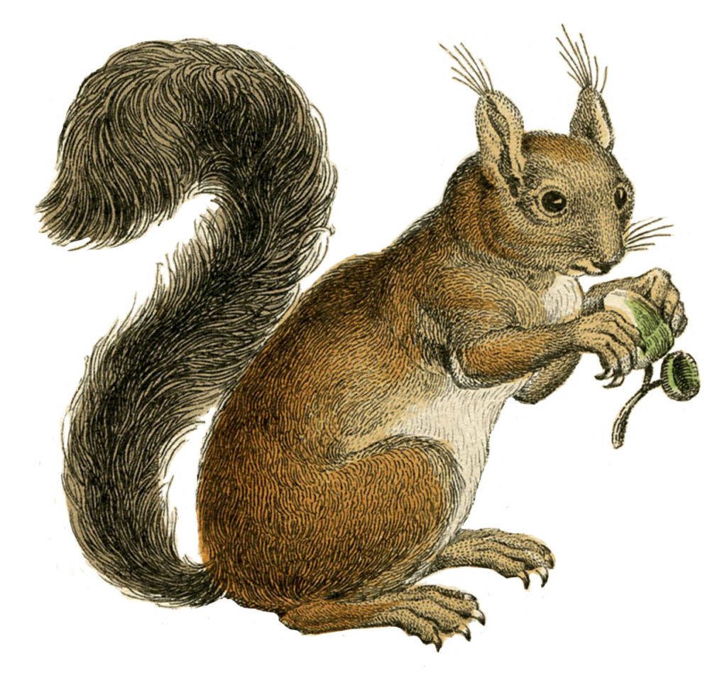 vintage brown squirrel image