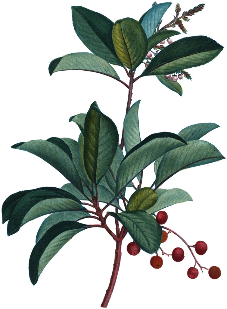 antique berry branch illustration