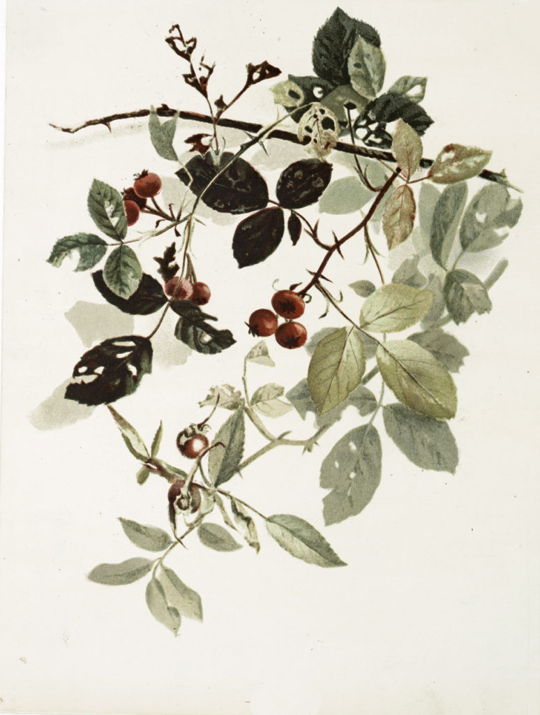 red berries branch image