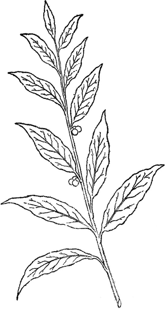 berry branch black white clipart