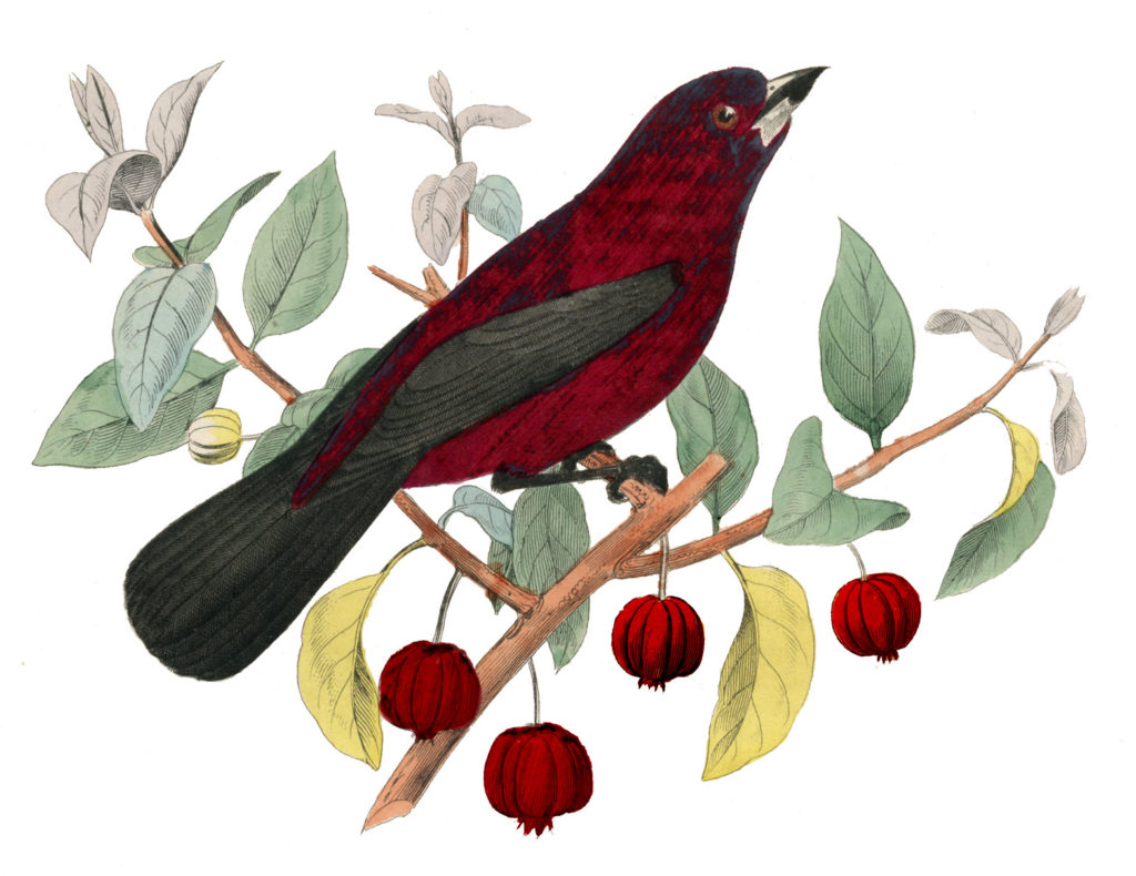 bird on red berry branch image
