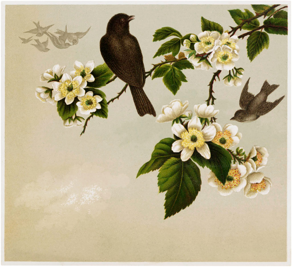 birds wild roses illustration