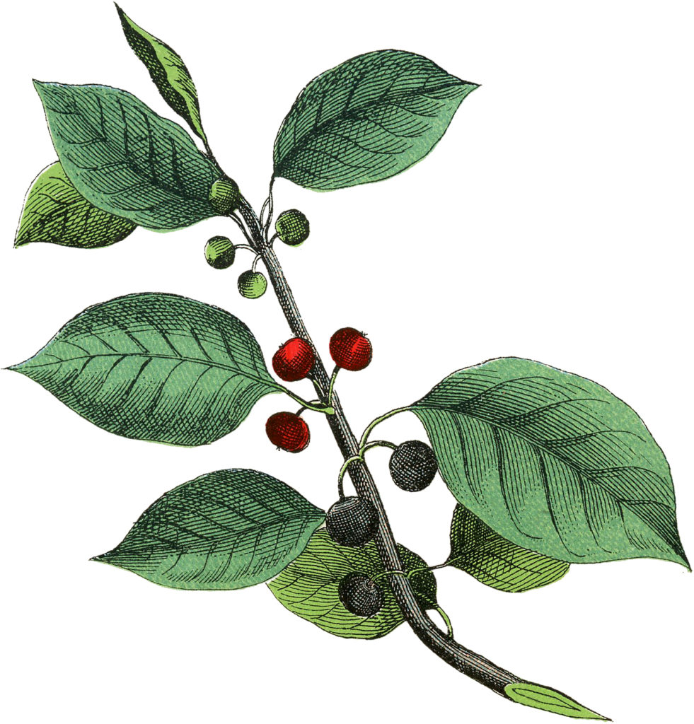 Botanical Branch with Berries Image
