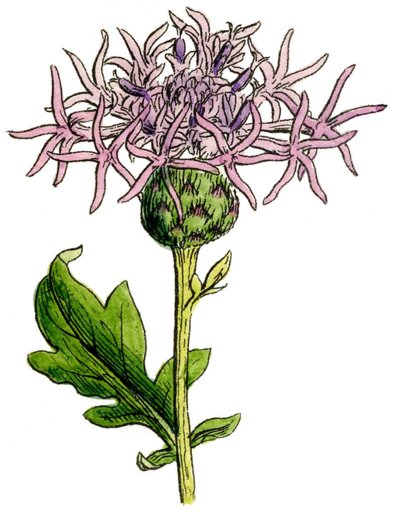 vintage thistle pink illustration