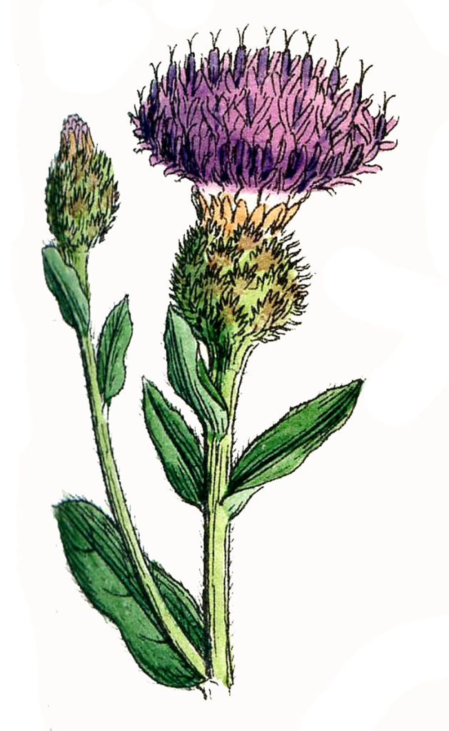 botanical thistle image