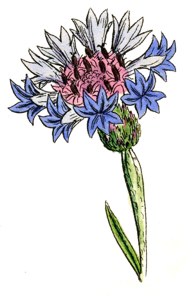 vintage thistle flower full color