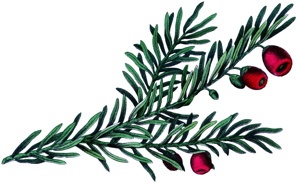 botanical yew branch image