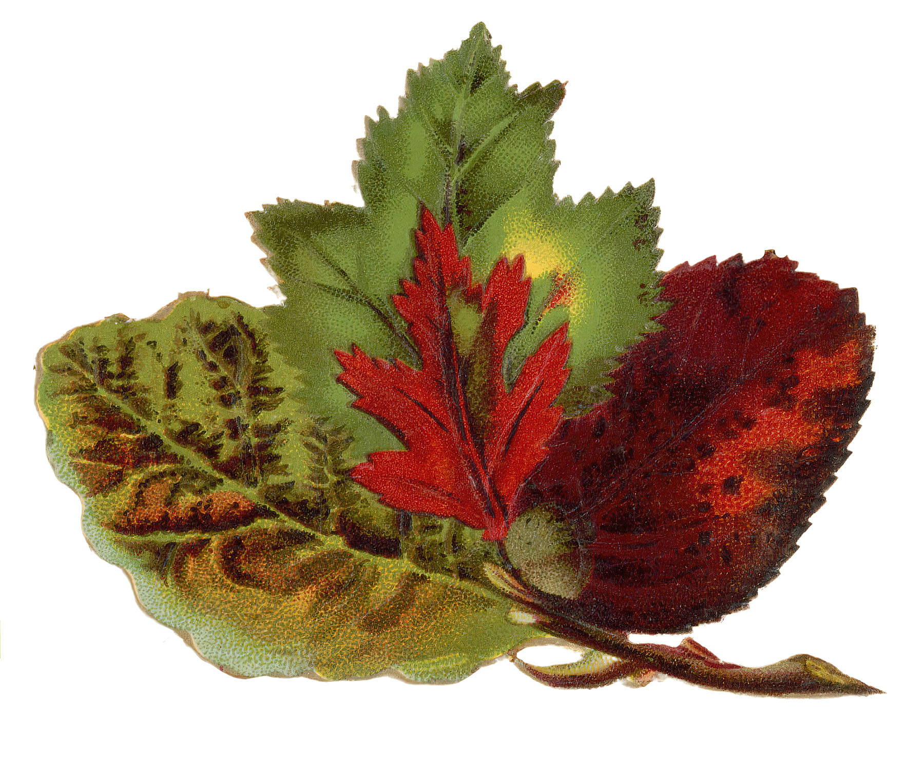 red fall leaf clip art