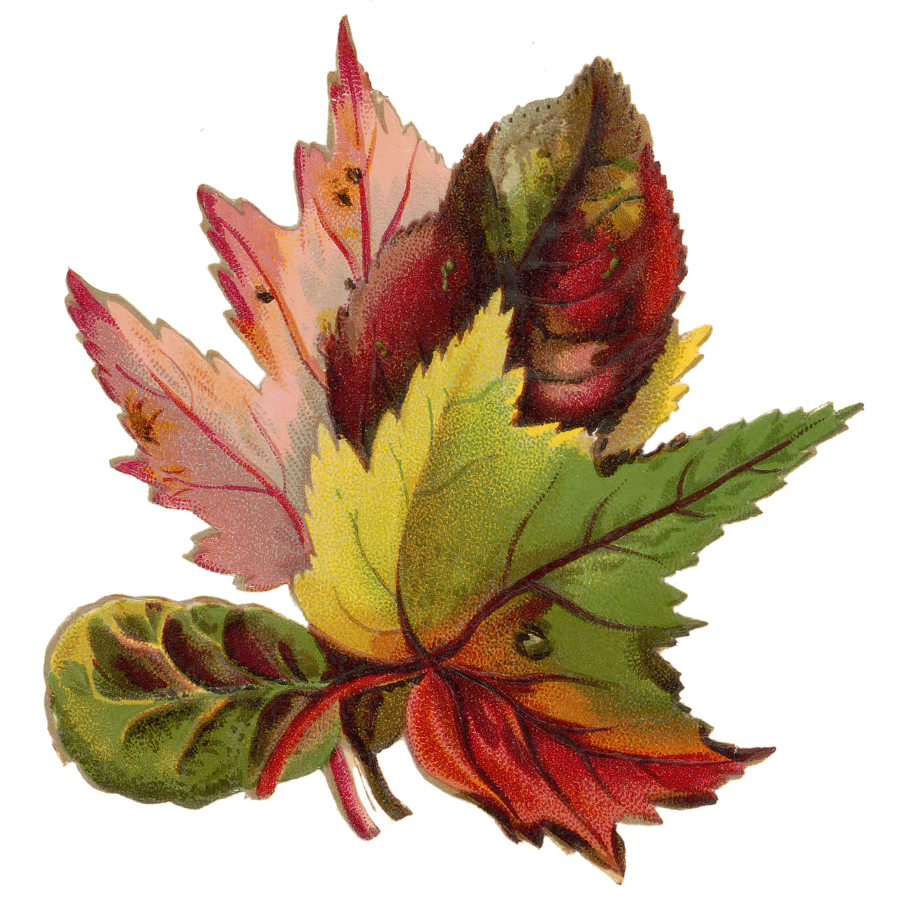 maple leaves clip art