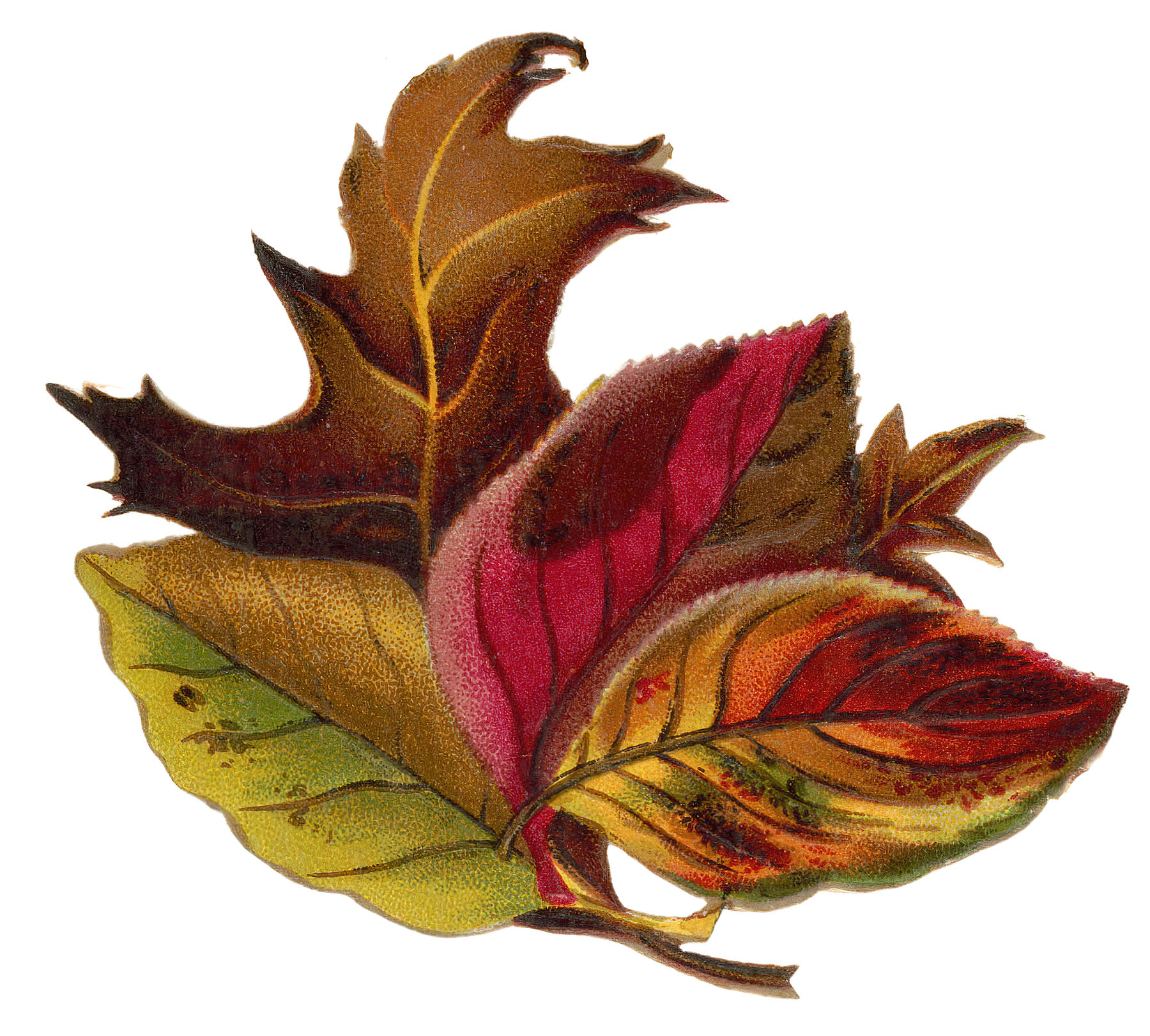 autumn maple leaf clip art