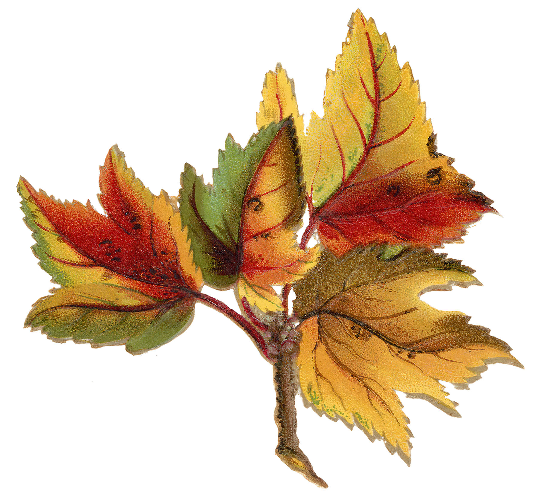 autumn maple leaf clip art