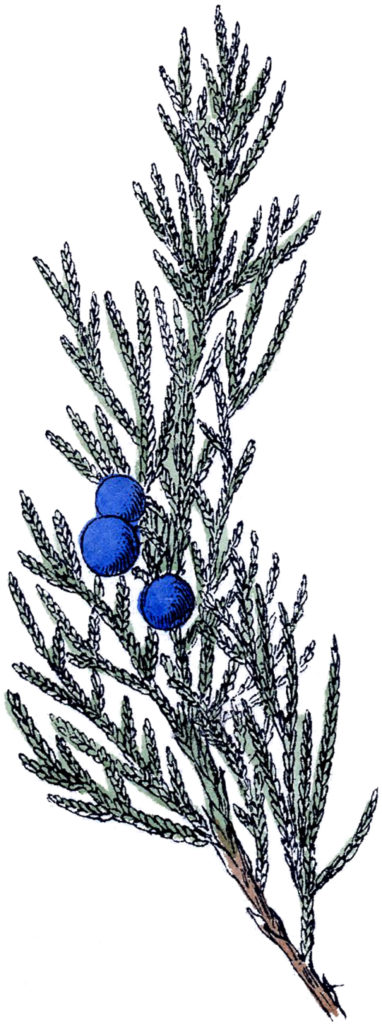 vintage evergreen blue berries image