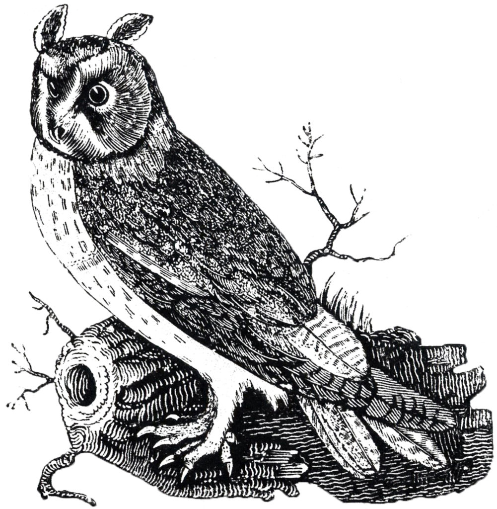 vintage owl image