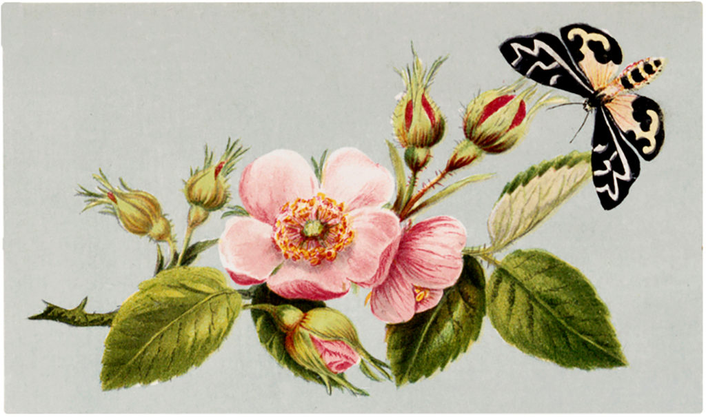 vintage wild rose moth image