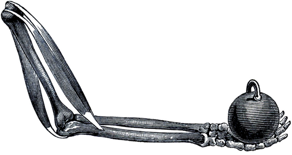 halloween skeleton arm image