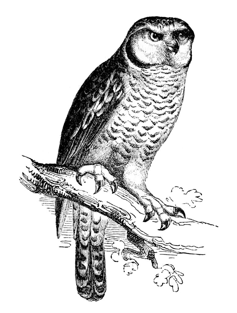 Hawk Owl Image