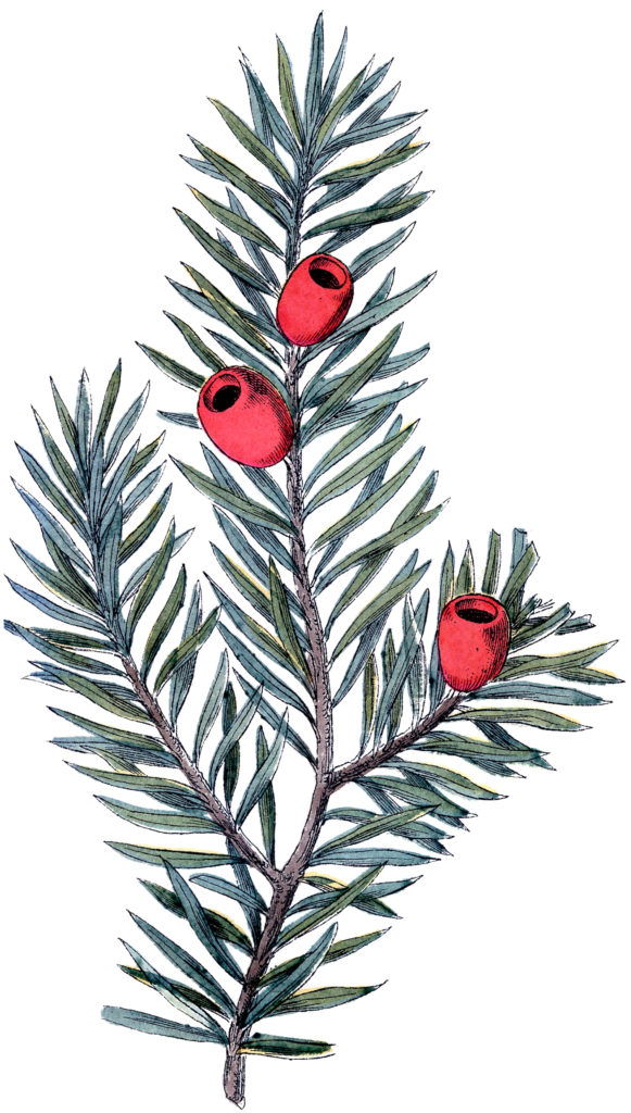 christmas branch red berry clipart