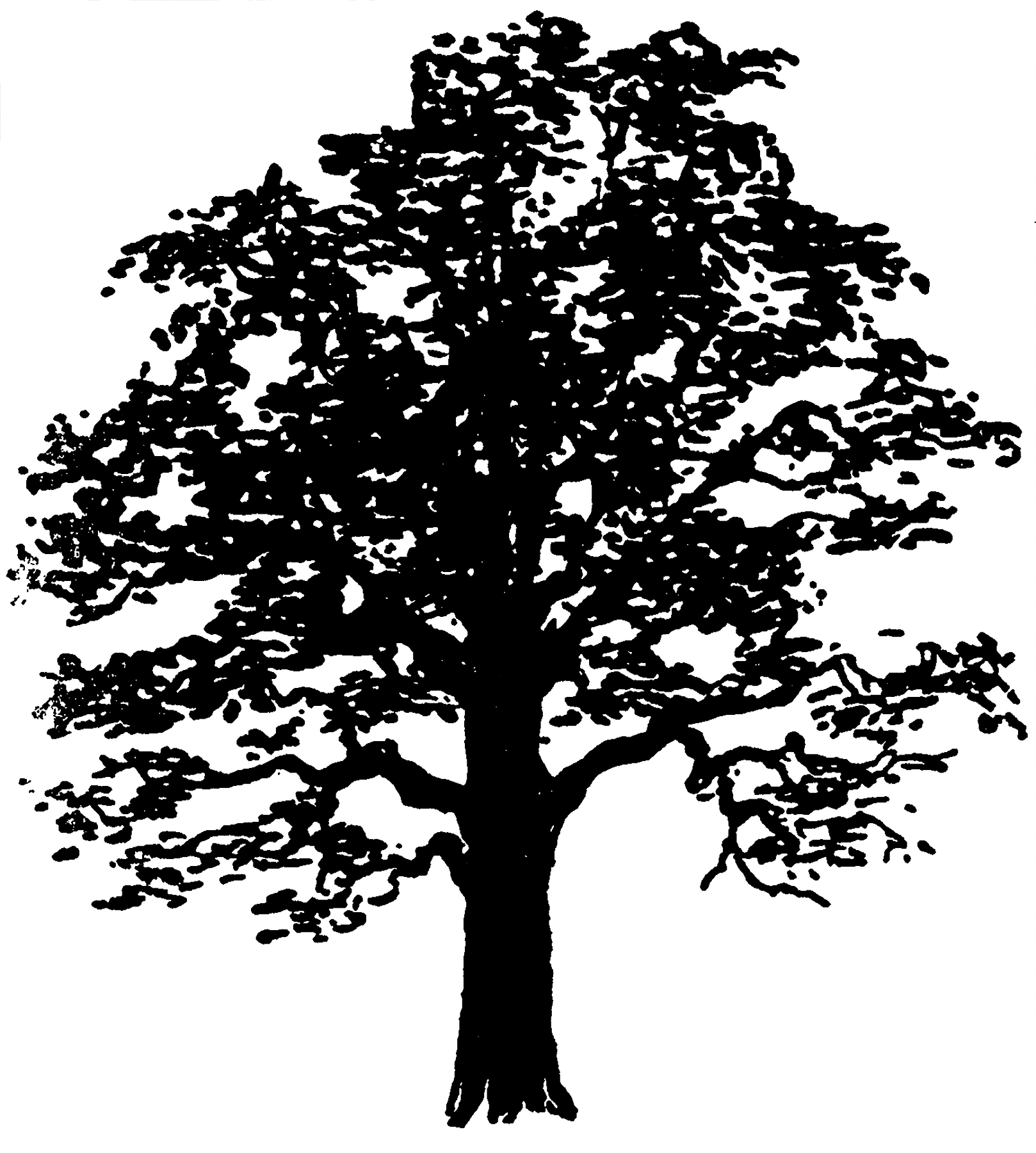 Силуэт дерева дуб