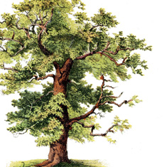 Oak Tree Image