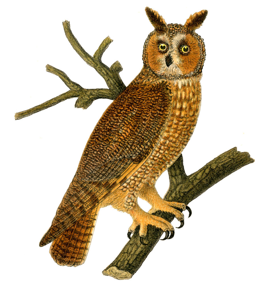 Owl on Branch Image