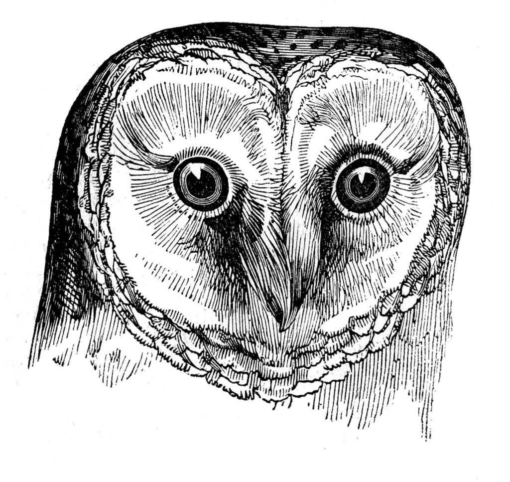 black white barn owl head image