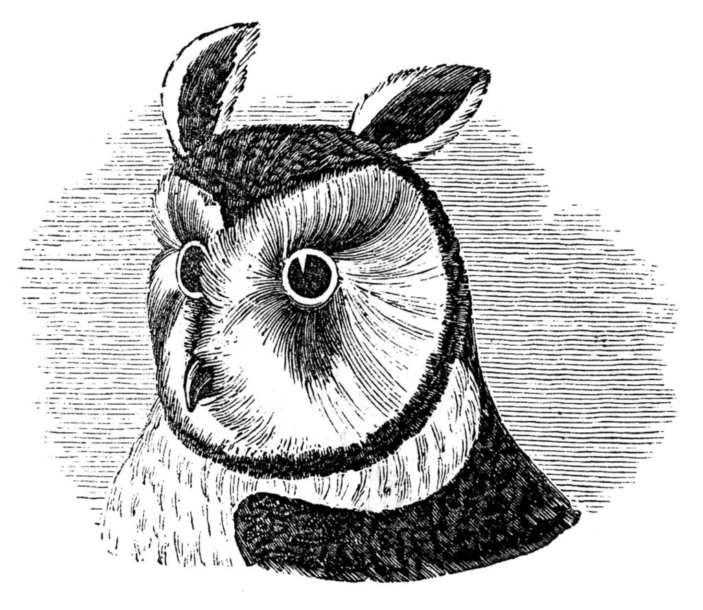 owl head vintage illustration