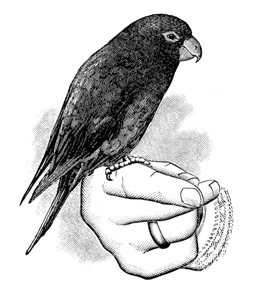 bird perched on hand clipart