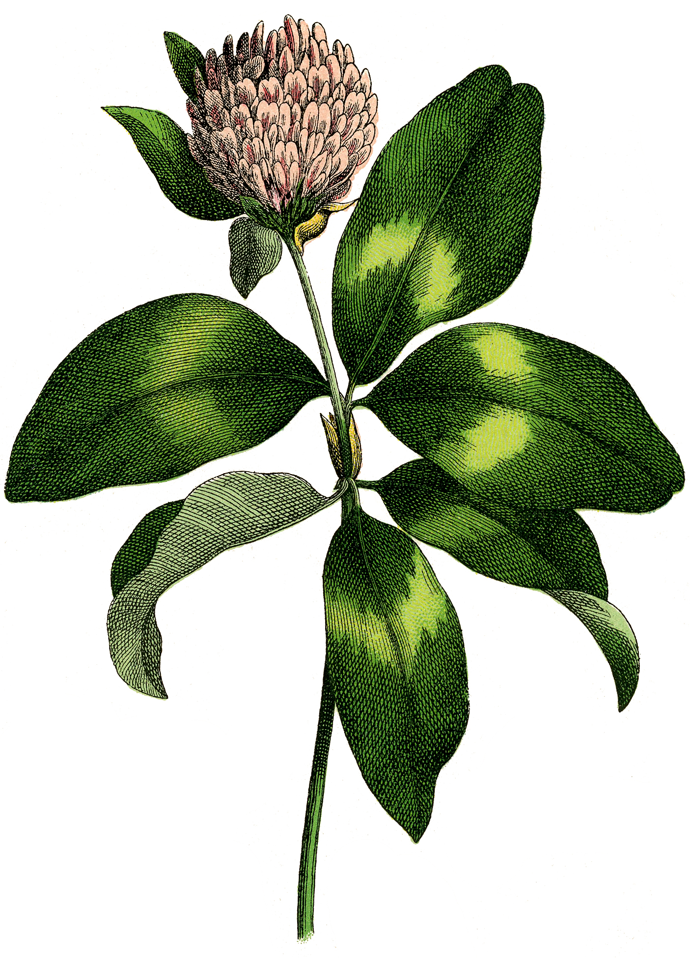 clover flower logo