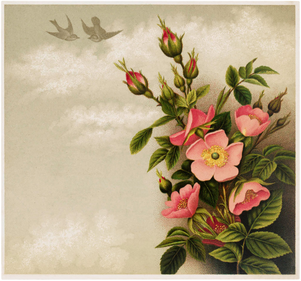 pink roses birds image