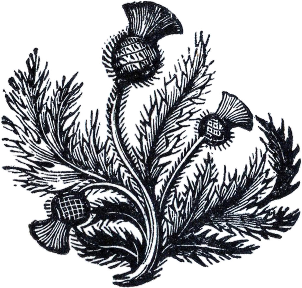 black white thistle clipart