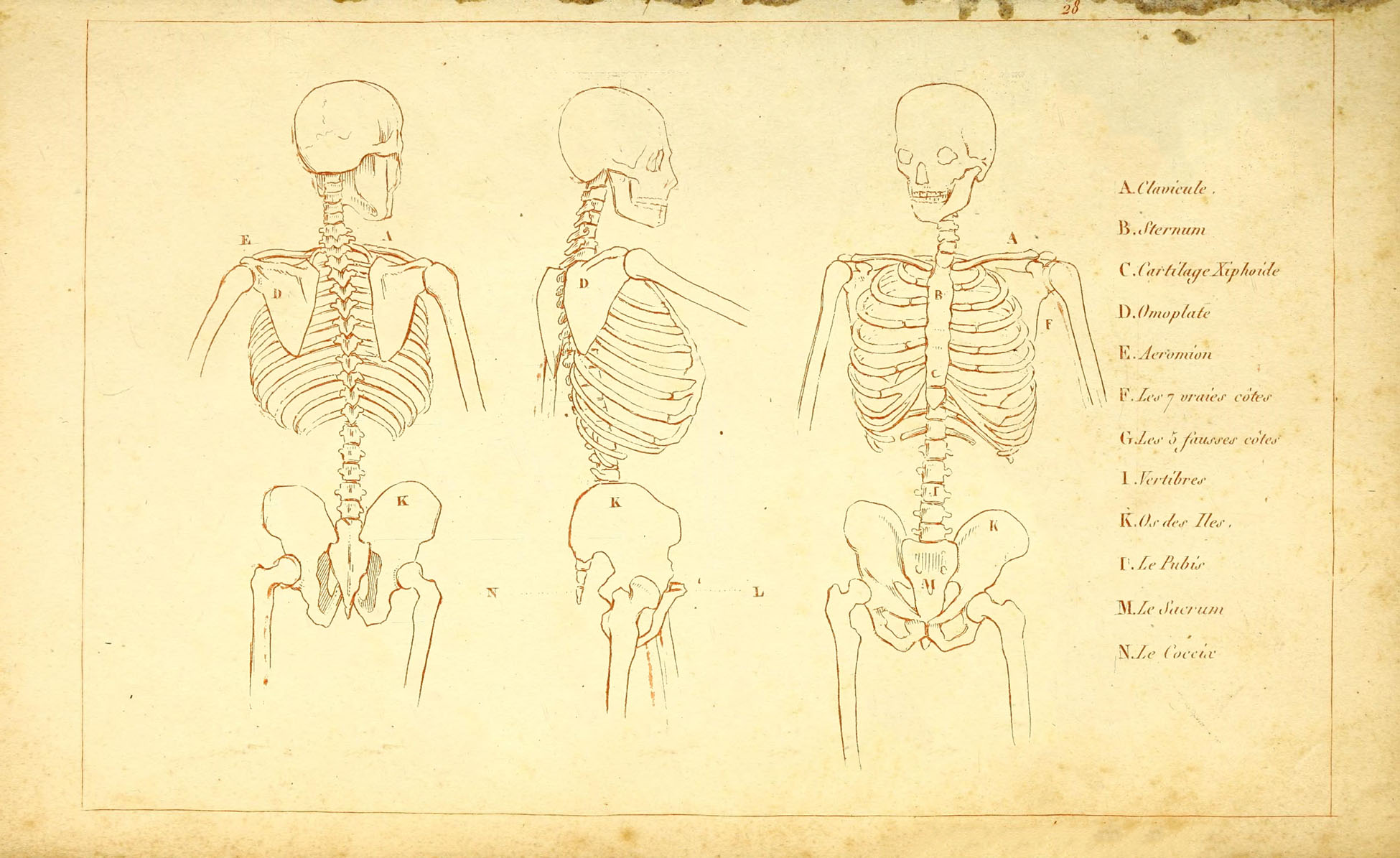 Skeleton Picture Chart