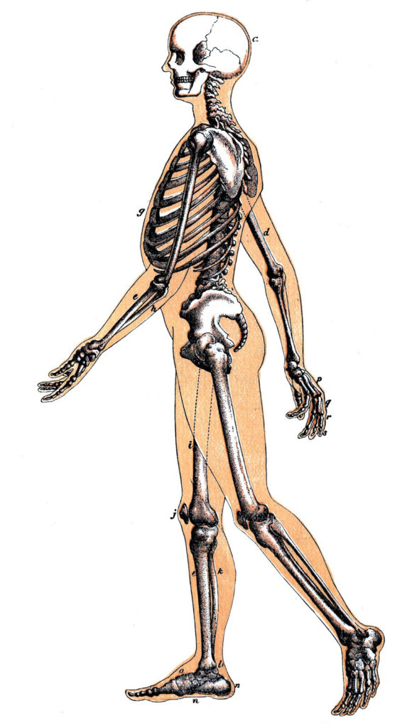 skeleton walking vintage illustration