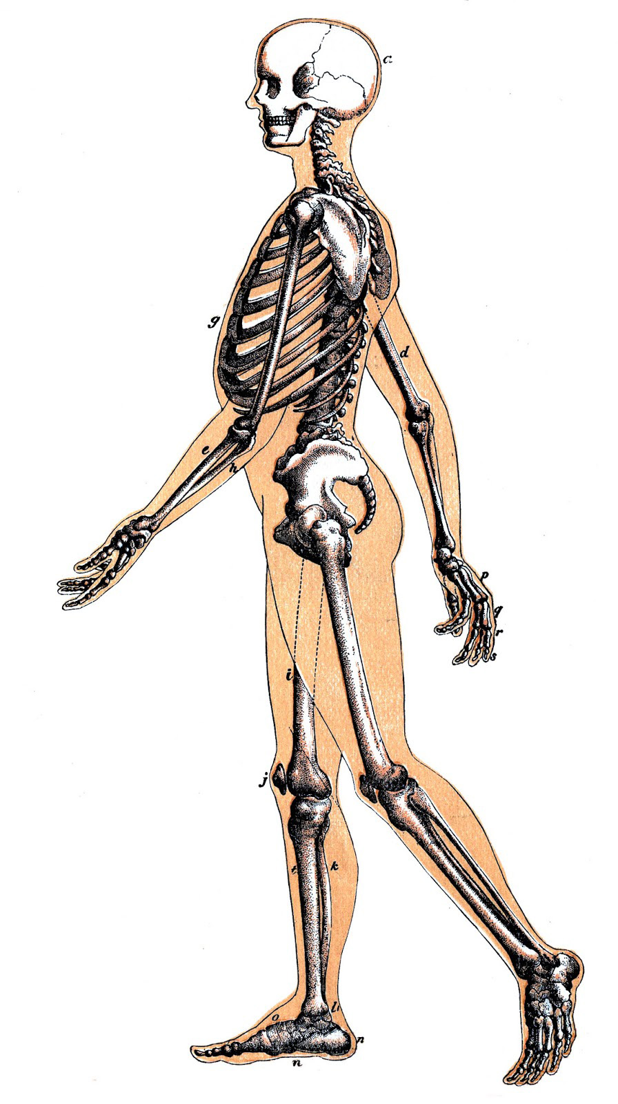 Скелет организации. Скелет человека в профиль. Анатомия в профиль скелет. Скелет человека в профиль анатомия. Человеческий скелет прлфиьь.
