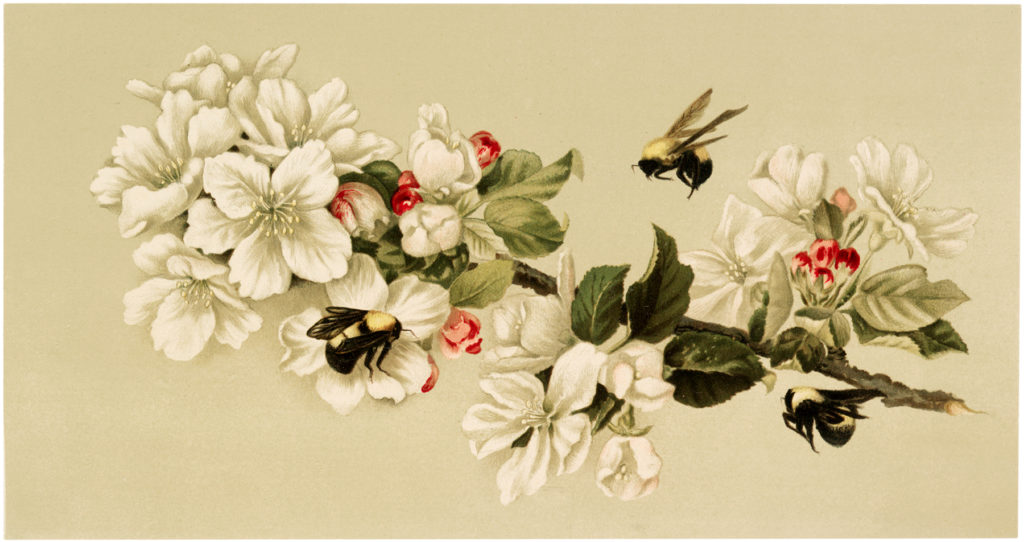 vintage bees blossoms image