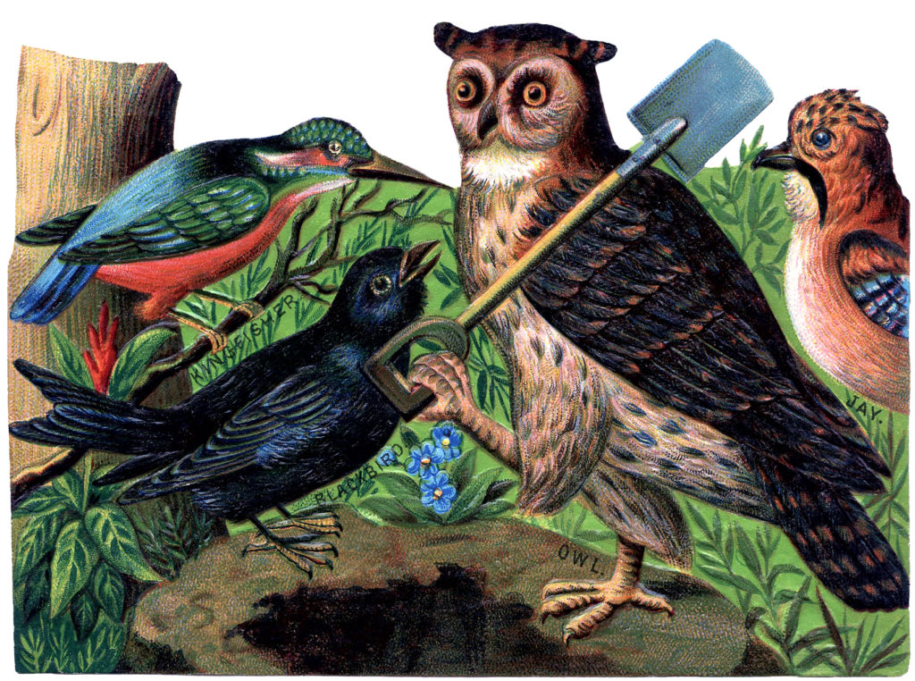 vintage owl birds working illustration