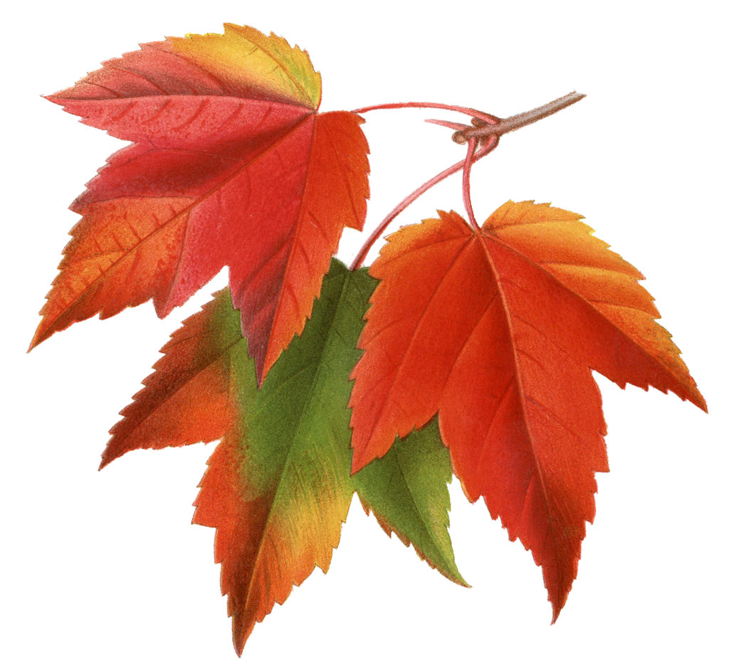 maple leaves illustration