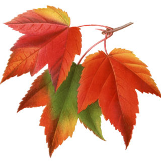 maple leaves illustration