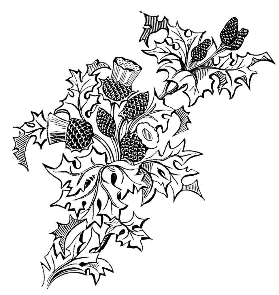 vintage thistle clip art