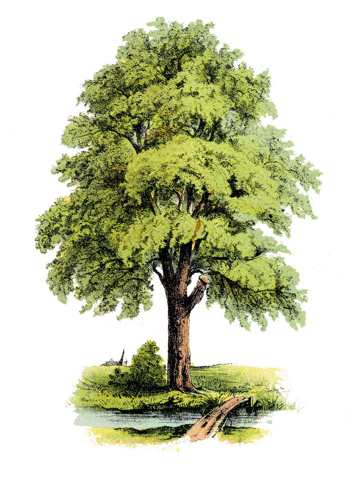 tree clipart free