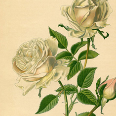 White Roses Picture