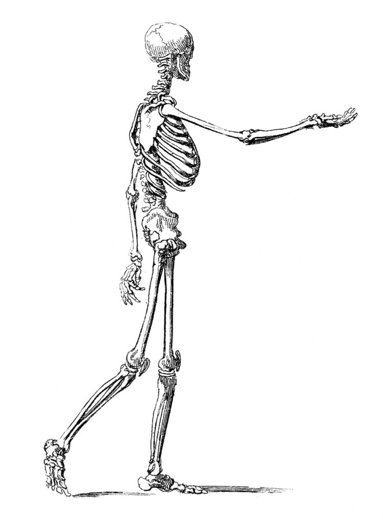 Walking Skeleton Man Image Anatomy